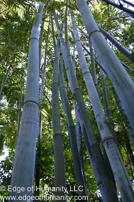 Angel mist bamboo